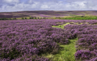 Goathland,,Yorkshire,,Uk.,Heather,In,Bloom,Over,The,Rugged,North